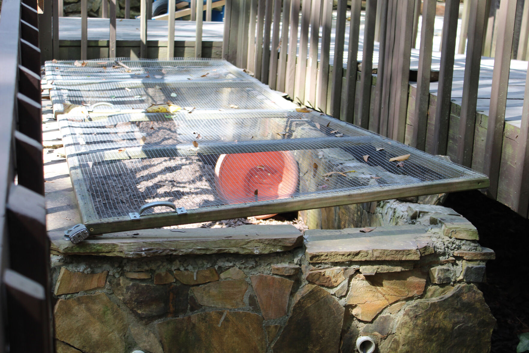 Autrey Mill turtles